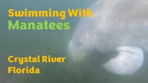 Swimming with the Manatees in Crystal River Florida